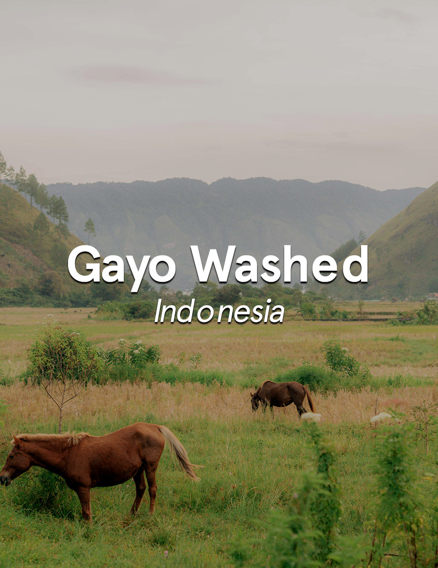 Indonesia Sumatra Gayo Washed