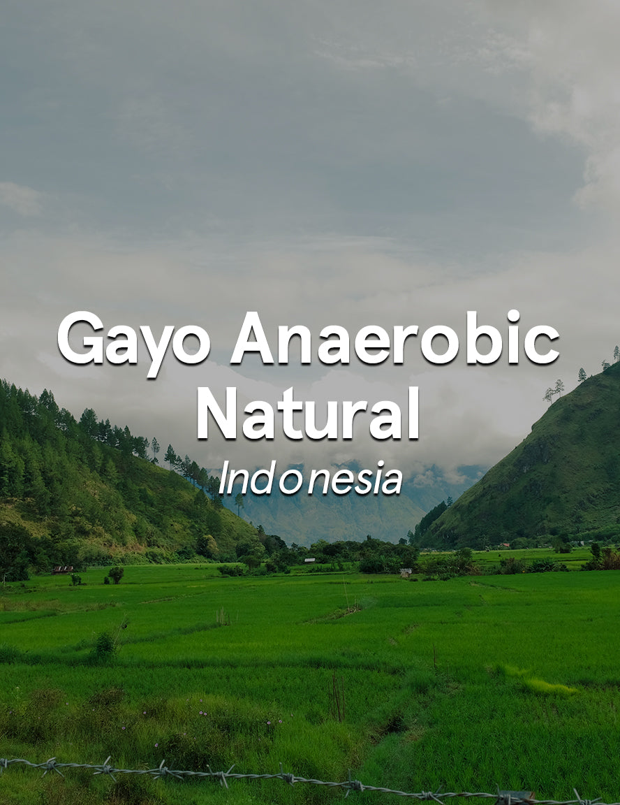 Indonesia Sumatra Gayo Anaerobic Natural