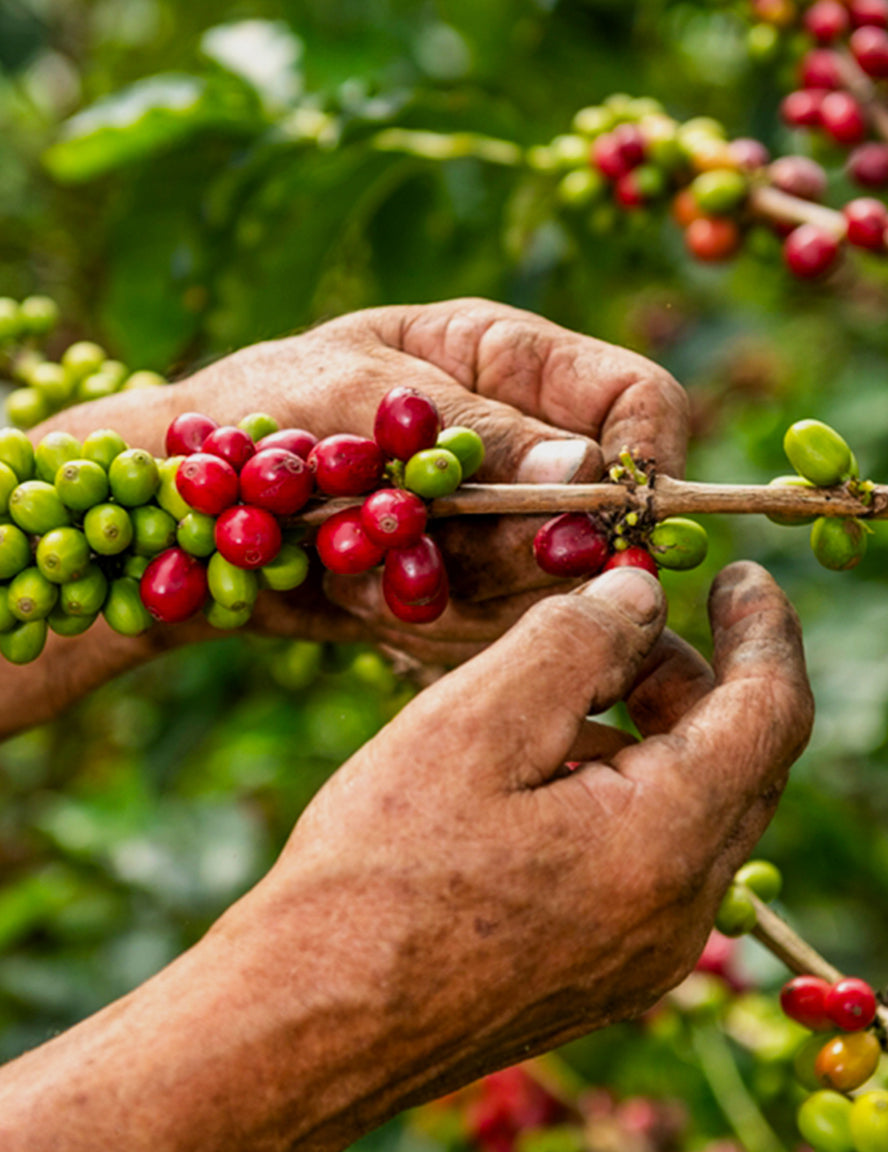 Colombia Tolima Planadas Washed