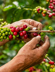 Colombia Tolima Planadas Washed