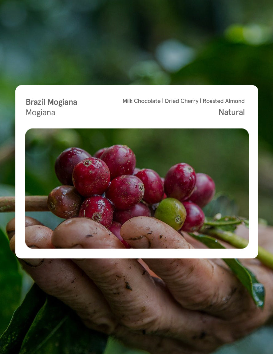 Brazil Mogiana Natural