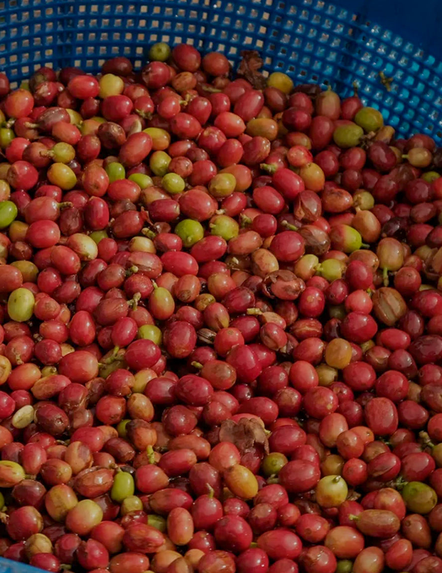 Indonesia Sumatra Gayo Anaerobic Natural