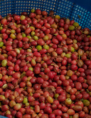 Indonesia Sumatra Gayo Anaerobic Natural