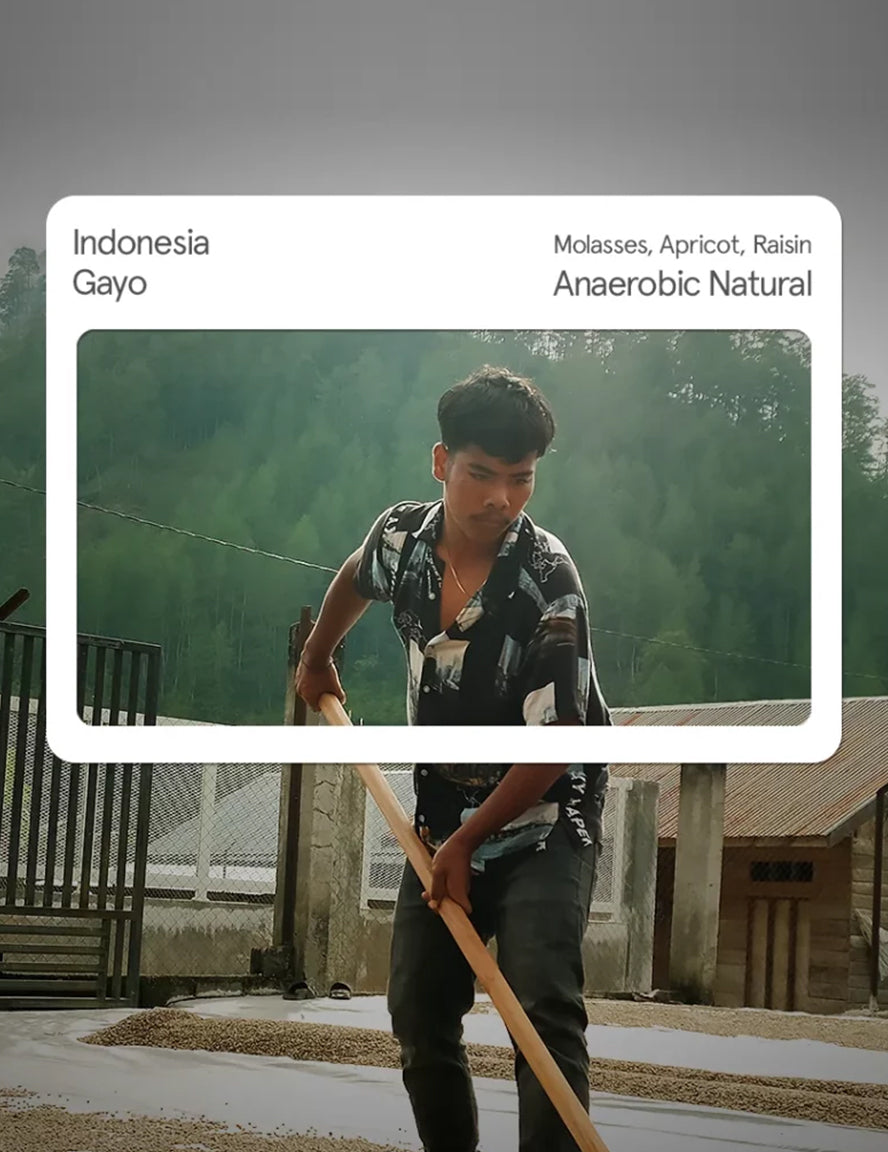 Indonesia Sumatra Gayo Anaerobic Natural