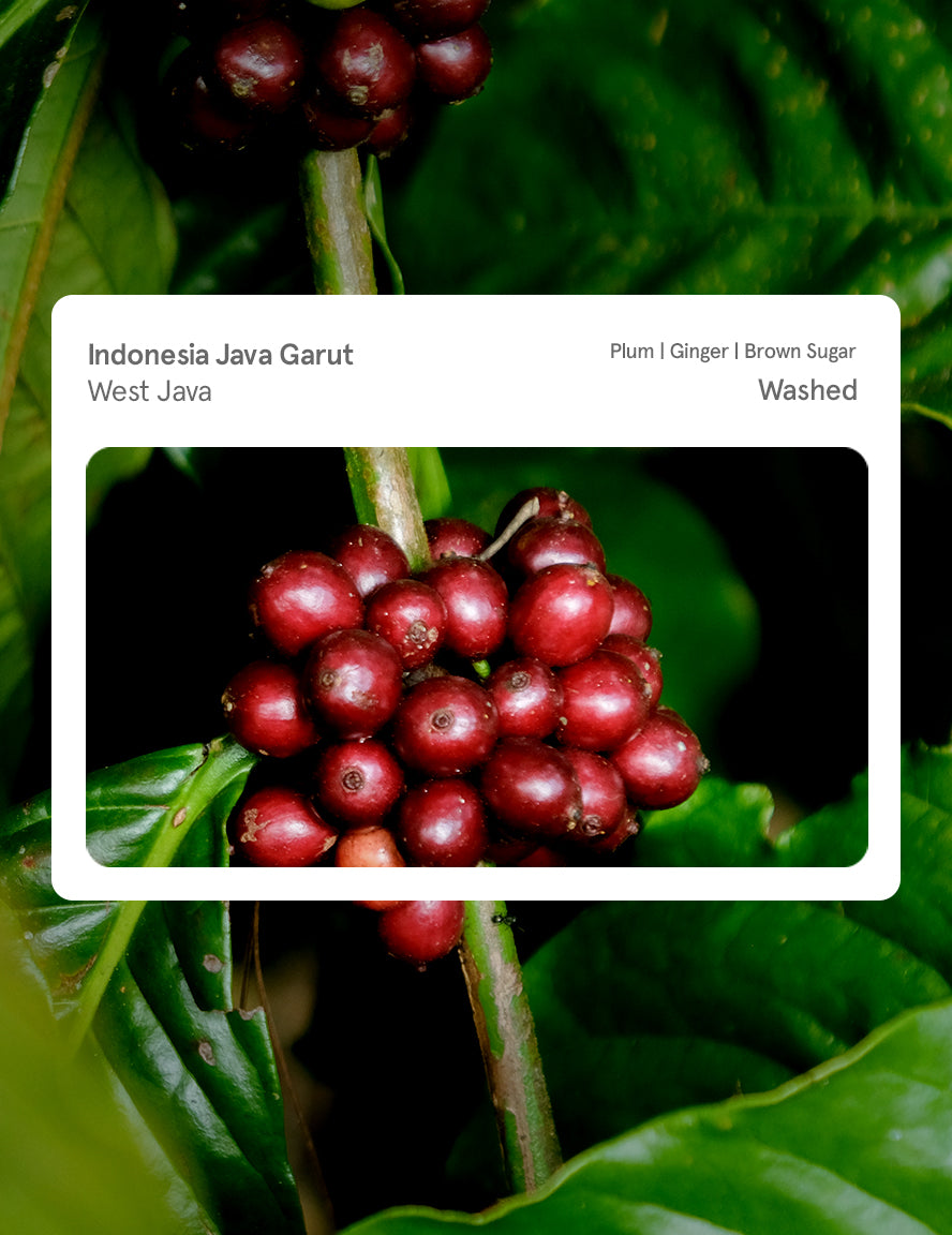Indonesia Java Garut Washed