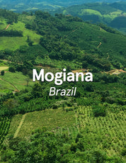 Brazil Mogiana Natural